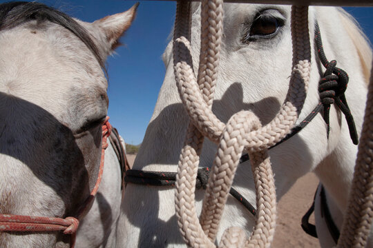 White horse eye framed in rope