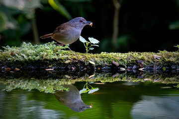 Horsfield's Babbler (Malacocincla sepiaria) or burung pelanduk semak