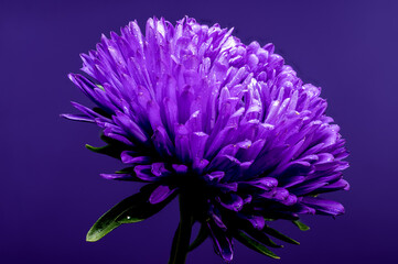 Blooming violet aster Lady Coral on a purple background