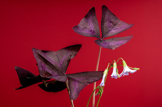 Blooming false shamrock on a red background