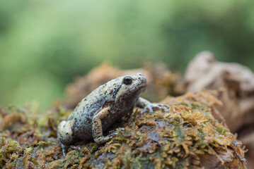 The smooth-fingered narrow-mouthed frog in the moss