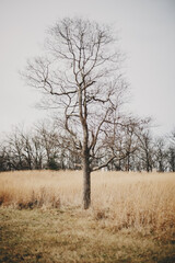 Lone leafless tree in front of a field of tall grass