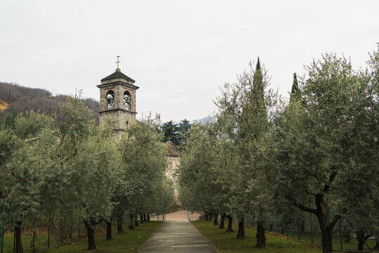 Rural Bell tower behind an olive alley in Italy