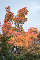 Picturesque autumn park in Siberia