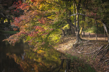 The Harmony of Nature in Kyoto’s Temple Gardens