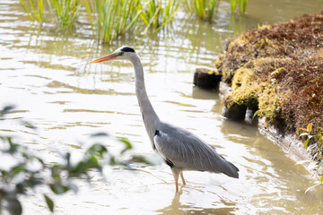 Majestic Heron Amidst Kyoto's Tranquil Gardens