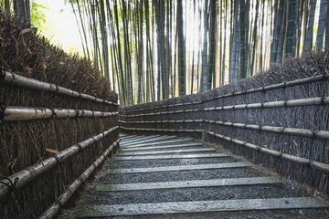 Fototapeta premium bambu forest in kyoto´s temple