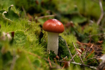 Small red-capped mushroom growing on a lush, mossy forest floor
