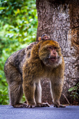 Close-up of a monkey sitting on the ground in the forest.
