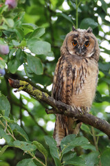Long-eard owl 
