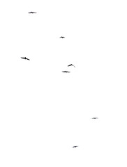 A flock of birds in flight isolated on a white background