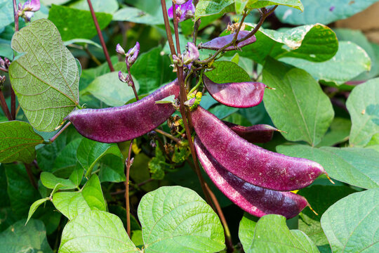 Crop of Purple Hyacinth Bean on a vine. purple pod pea.