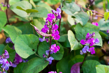 purple flower of hyacinth bean plant on a vine. purple pod pea.