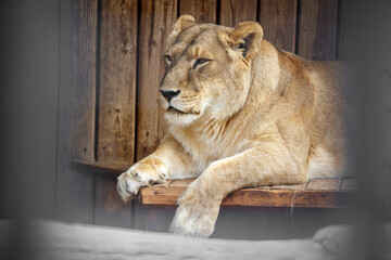 Portrait of a lioness in nature