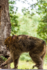 Close-up of a monkey walking in the forest.