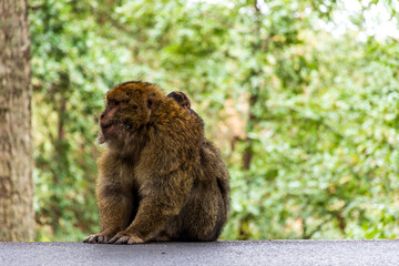 Obraz premium Close-up of a monkey sitting on the ground in the forest.