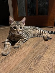 portrait of a cat on the floor, looking in camera