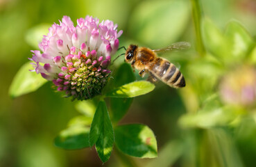 Bee on a pink clover flower. Macro