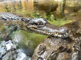 A crocodile is swimming in a body of water