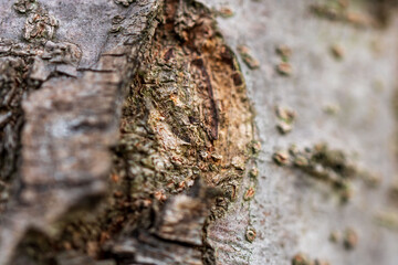 木の樹皮クローズアップ2