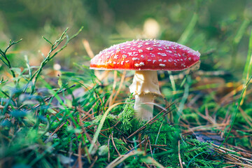 Mature Amanita Muscaria, Known as the Fly Agaric or Fly Amanita: Healing and Medicinal Mushroom with Red Cap Growing in Forest. Can Be Used for Micro Dosing, Spiritual Practices and Shaman Rituals