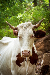 Portrait of a cow standing against trees in the forest.