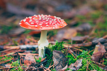 Mature Amanita Muscaria, Known as the Fly Agaric or Fly Amanita: Healing and Medicinal Mushroom with Red Cap Growing in Forest. Can Be Used for Micro Dosing, Spiritual Practices and Shaman Rituals