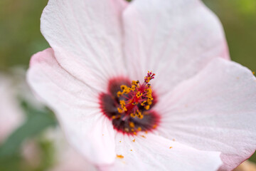 ヤノネボンテンカの花1