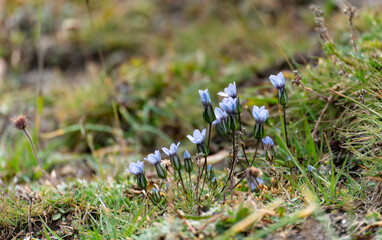 Comastoma falcatum - a flowering plant, close-up. Foothils in Naryn district, Kyrgyzstan.