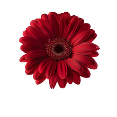 red gerbera flower isolated