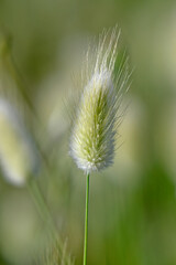 Obraz premium Samtgras, Hasenschwanz-Gras // hare's-tail grass (Lagurus ovatus)