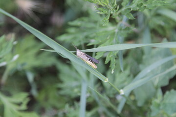 A small moth is resting peacefully on a vibrant green leaf that is located in the lush grass below it