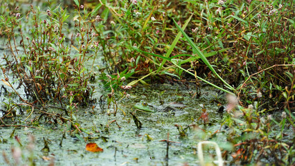 Swamp Serenade, A Frog Peacefully Chilling in a Swamp.