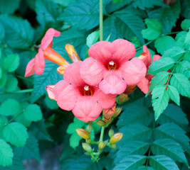 A vibrant bunch of beautiful pink flowers surrounded entirely by lush green leaves, creating a...