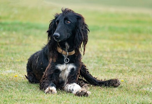 Portrait of a hunting dog of the taigan breed - Kyrgyz greyhound. A black shaggy dog with a white chest and paws is lying on the grass. The dog wears a leather collar with a metal ring. 