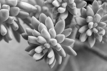 Fototapeta premium This image showcases a captivating black and white photograph featuring a beautifully detailed succulent plant in its natural state