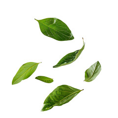 Obraz premium Falling Green Leaves Isolated On Black Background