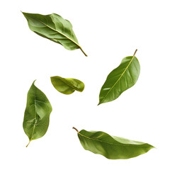 Obraz premium Five Green Leaves Isolated on Black Background