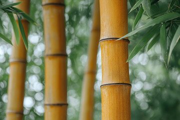 Fototapeta premium Bamboo Forest Background