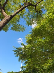 나뭇잎 사이 하늘