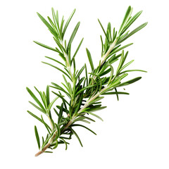 Fototapeta premium rosemary isolated on white