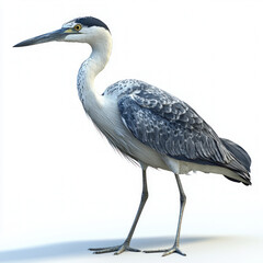 Obraz premium Heron Isolated