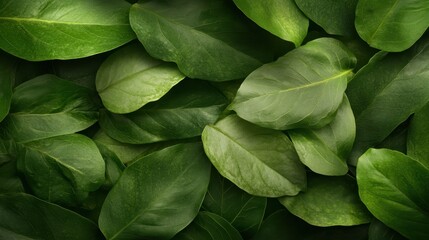 A lush arrangement of green leaves, showcasing various shades and textures, layered atop one another to create a vibrant, natural display of foliage.