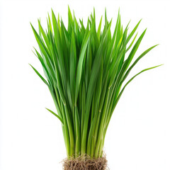 Lemon Grass Isolated
