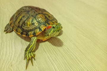 A red-eared turtle with sharp long claws moves on the laminate floor inside the room of a residential building. Unobstructed walking of pets, freedom of movement