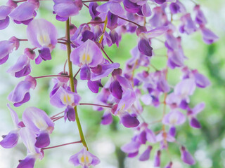 藤の花　ウィステリア