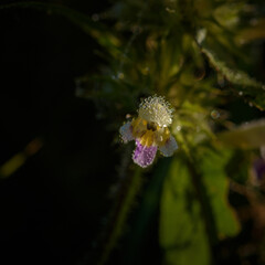 DROPS ON THE ORCHID - Dew on a beautiful and delicate flower