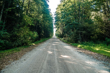 Fototapeta premium Forest dirt path. Forest and nature with empty road