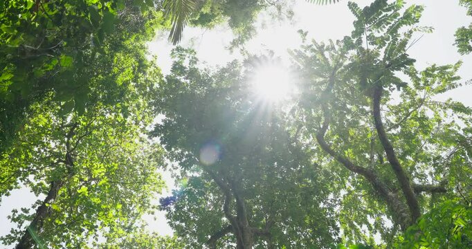 sun rays through spring tree nature background morning. close up bright sun shining leaves waving wind low angle view.