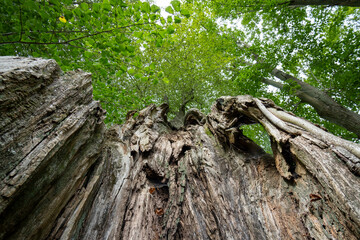 Blick aus einem hohlen Lindenbaum zur Baumkrone 2